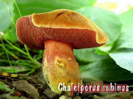 Условно-съедобные грибы