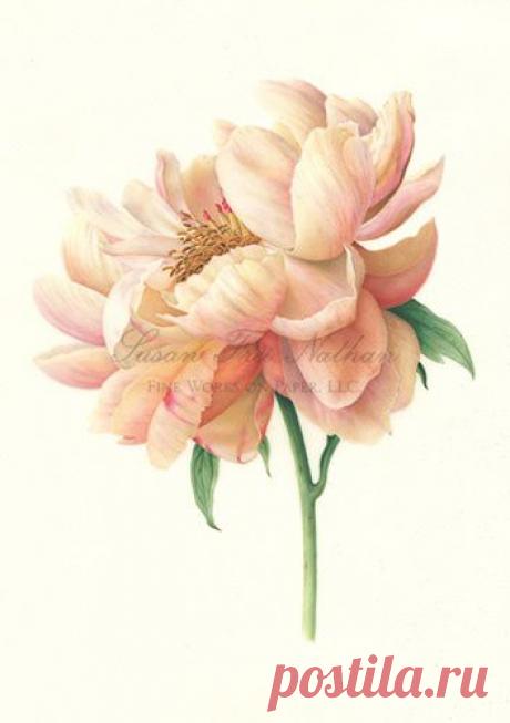 Найдено на сайте sfnbotanicalart.com.