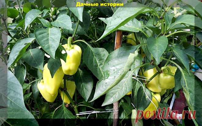 Очень урожайные, яркие, крупные: сорта-гибриды перцев, которые отлично плодоносят и в теплице, и в открытом грунте | Дачные истории | Дзен