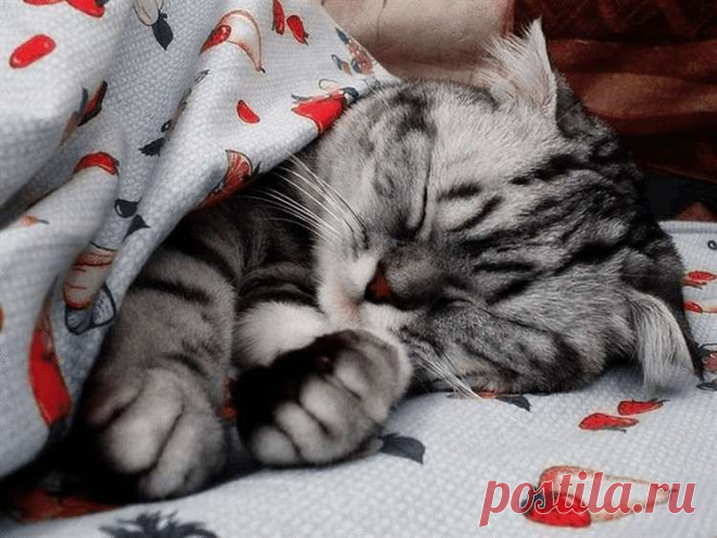 14 святых обязанностей каждого порядочного кота | sm-news.ru