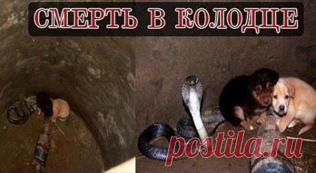 СМЕРТЬ В КОЛОДЦЕ

Инцидент произошел в индийском штате Пенджаб. Два щенка провалились в колодец. Их четвероногая мама бегала возле колодца и беспрерывно лаяла, чем и привлекла внимание хозяина, который заглянув внутрь был сильно удивлен – на дне находилась королевская кобра, которая уже собиралась…
Читать далее: ►► odnoklassniki.ru/goodis
•••подробнее