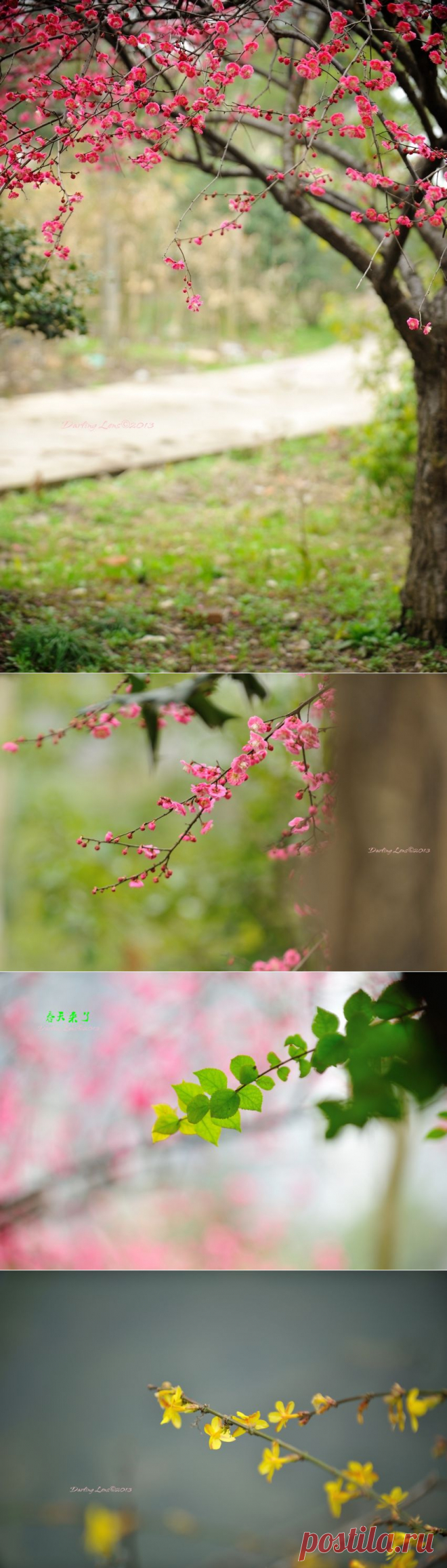 35PHOTO - Darling - spring