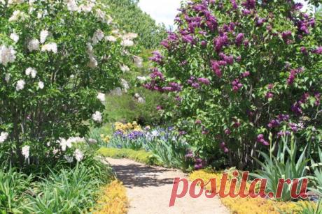 Сирень для аллей