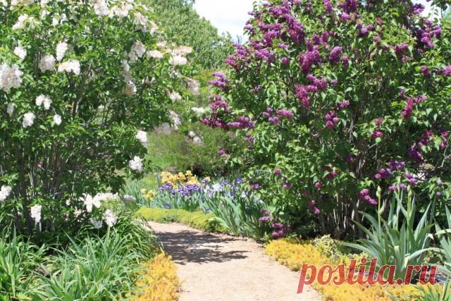 Сирень для аллей