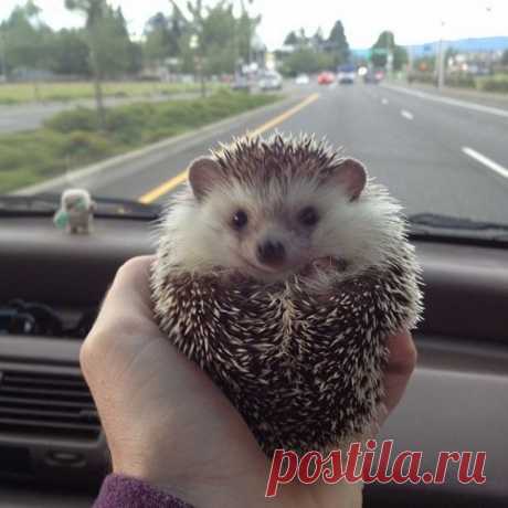 Колючий дружок.