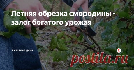 Летняя обрезка смородины - залог богатого урожая Кусты смородины в моем саду уже отплодоносили. Урожай ягод смородины  был непомерно богатый и очень вкусный, а все благодаря тому, что я  провожу каждый август летнюю обрезку смородиновых кустов. Проделывать  обрезку веток смородины именно в конце августа еще много лет тому  назад подсказал мне сосед, а он еще тот заядлый садовод.
Он аргументировал такую обрезку (с чем я после с ним и согласилась)
