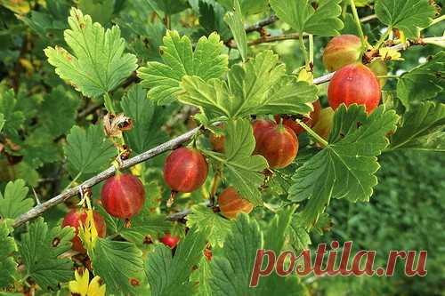 Крыжовник – описание, посадка и уход в саду. Чем обработать крыжовник | Растим растения!