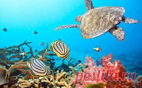 Сказка кораллового рифа