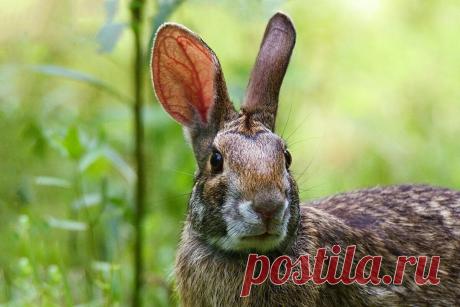 Водяной кролик: охраняет территорию, строит ложные гнёзда и прячется от хищников под водой |... О скрытом потенциале семейства зайцевых можно говорить часами. Как-то мы уже обсуждали храброго болотного кролика. Но сегодня речь пойдёт о том, кого специалисты называют «водяным» всего заячьего...