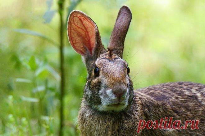 Водяной кролик: охраняет территорию, строит ложные гнёзда и прячется от хищников под водой |... О скрытом потенциале семейства зайцевых можно говорить часами. Как-то мы уже обсуждали храброго болотного кролика. Но сегодня речь пойдёт о том, кого специалисты называют «водяным» всего заячьего...
