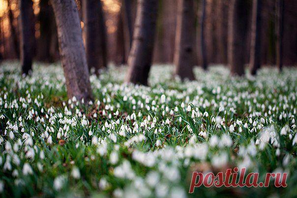 Весенние цветы, как юности приветы, нежны и трепетны в наивной простоте, Любви в них первой вечные заветы,
искренность и нежность в буйной красоте. Трогательный свет былых воспоминаний, мелодия души на уровне флюид...