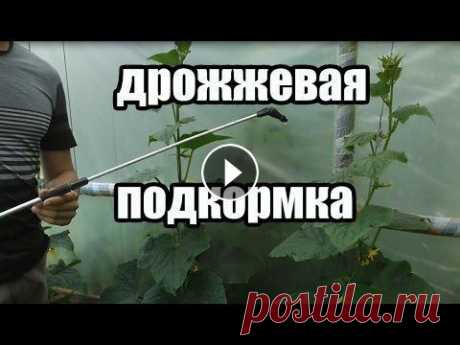 Удобрение для томатов, огурцов, и других овощей. Подкормка на основе дрожжей. Дрожжи в качестве удобрения: польза, приготовление и применение настоя. Моя группа в вк...