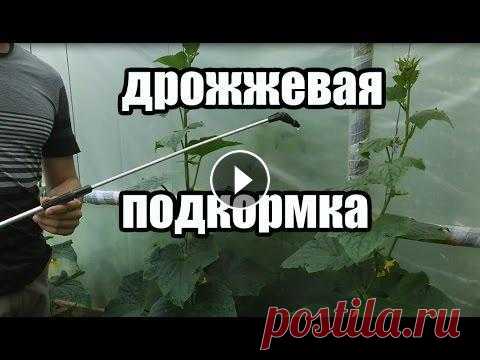Удобрение для томатов, огурцов, и других овощей. Подкормка на основе дрожжей. Дрожжи в качестве удобрения: польза, приготовление и применение настоя. Моя группа в вк...
