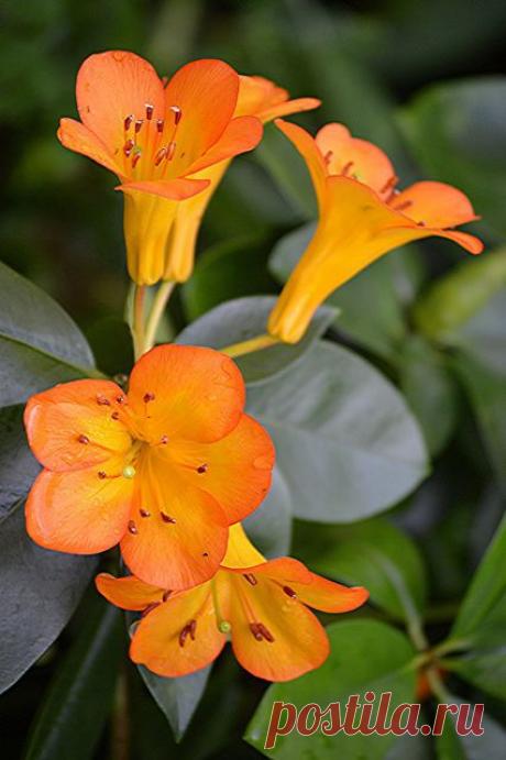Brilliant orange Clivia.., | Flowers