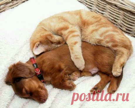 Забавные фотографии дружбы собак и кошек