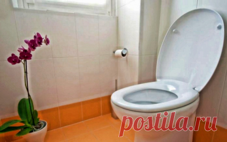 Всему вина "туалетный шлейф": почему во время смывания крышку унитаза нужно закрывать