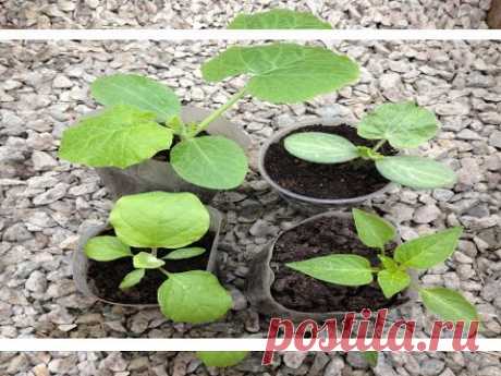 Лучшее удобрение для рассады в домашних условиях / Калийная подкормка рассады - YouTube