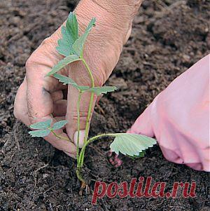 Усадьба | Садовод : Советы по посадке садовой земляники