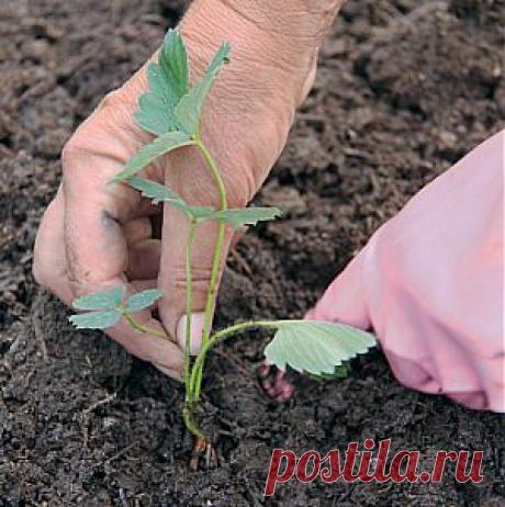 Усадьба | Садовод : Советы по посадке садовой земляники