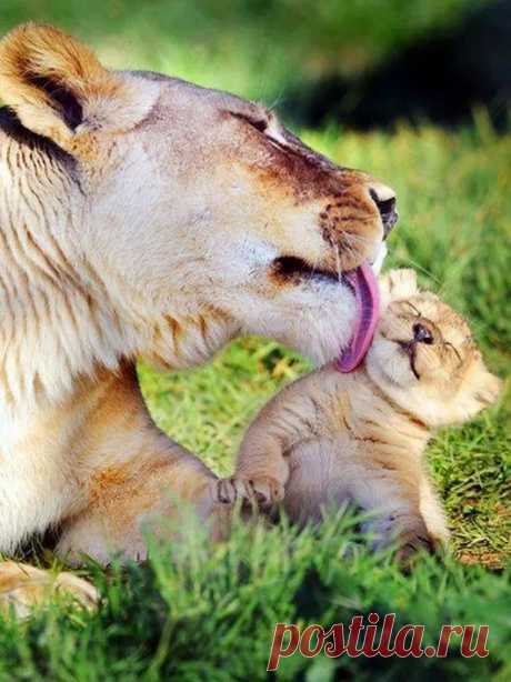 Animals - Google+