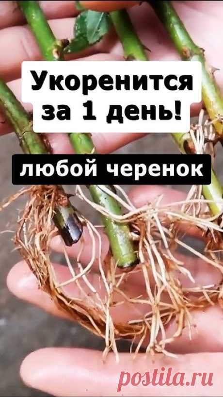 Простой и дешевый метод укоренения черенков розы винограда гортензии и других растений. Расскажу как приготовить раствор и о том, в чем будем укоренять черенки.