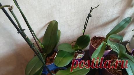 Как я бужу спящие почки у Орхидеи. Пошаговая инструкция как без проблем Размножить прекрасный цветок | Все о цветоводстве | Яндекс Дзен