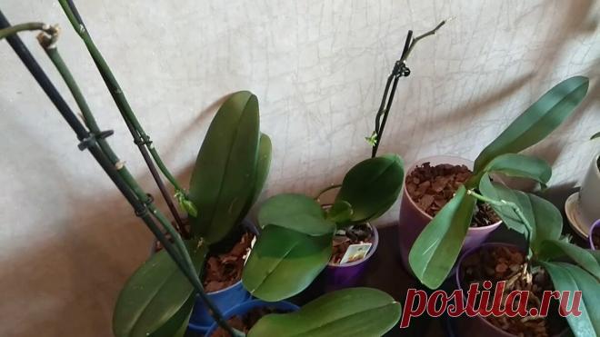 Как я бужу спящие почки у Орхидеи. Пошаговая инструкция как без проблем Размножить прекрасный цветок | Все о цветоводстве | Яндекс Дзен