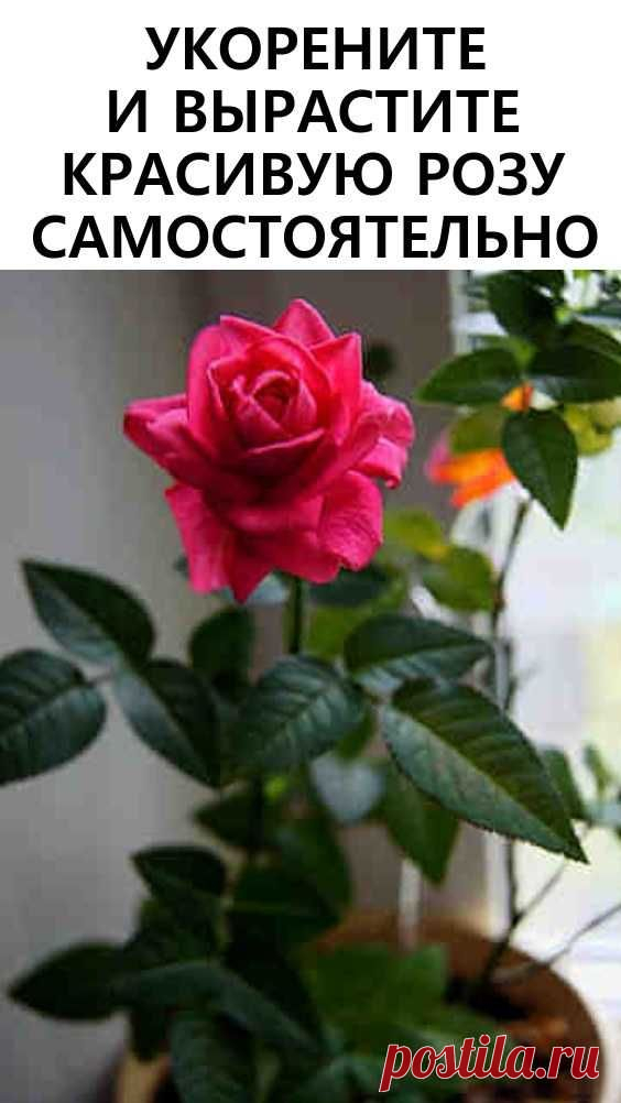 Дача, сад, огород
куклы тильды
