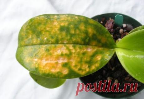 Почему появляются коричневые, желтые, белые и черные пятна на листьях орхидеи?