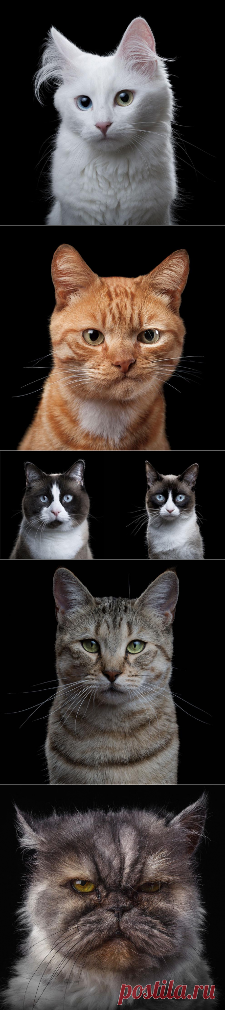 Фотограф снимает примечательные портреты котов, подчеркивающие их личность (20 фото)