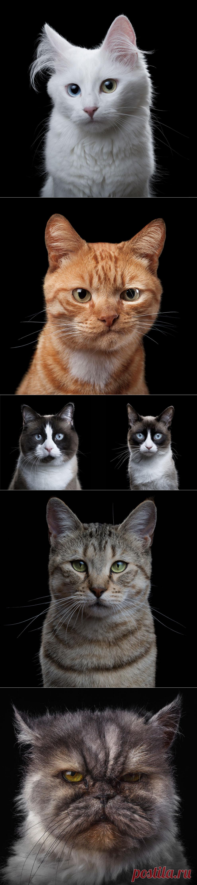 Фотограф снимает примечательные портреты котов, подчеркивающие их личность (20 фото)