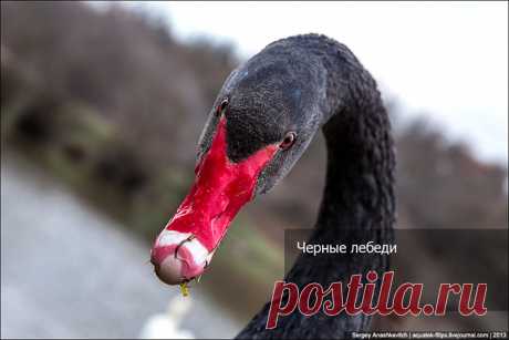 Черные лебеди
