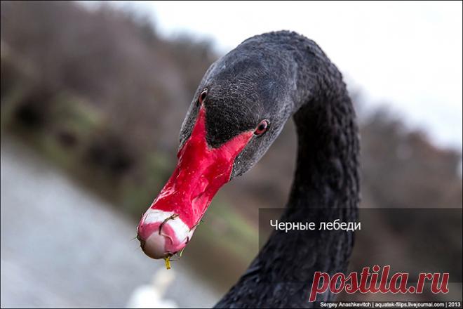 Черные лебеди