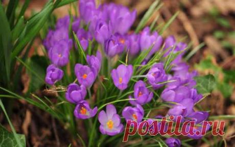 картинки на экспресс панель природа. 21-я страница