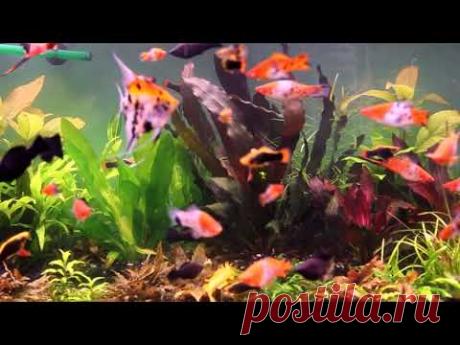 В гостях у аквариумиста Валерия (часть 2) - YouTube