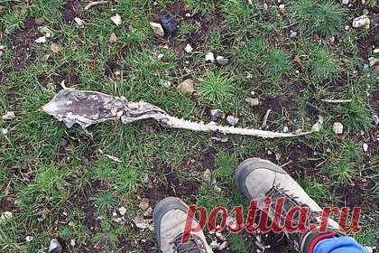 Женщина обнаружила останки загадочного существа во время прогулки с собакой. Жительница Англии Джули Баркер нашла останки загадочного существа во время прогулки с собакой на пляже. Женщина решила, что существо похоже на ската или морского конька. Она отметила, что на скелете осталась сморщенная сухая кожа. Некоторые пользователи социальных сетей сравнили существо с инопланетянином.