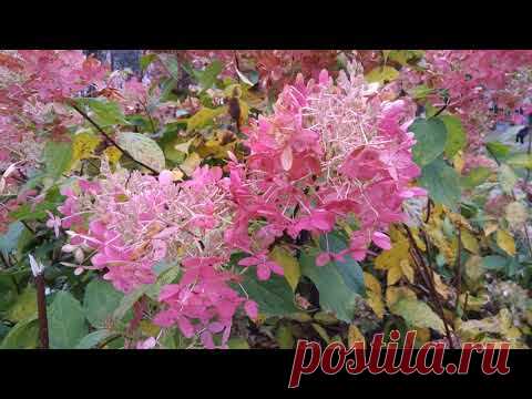 Кустарники для сада, зимостойкие.