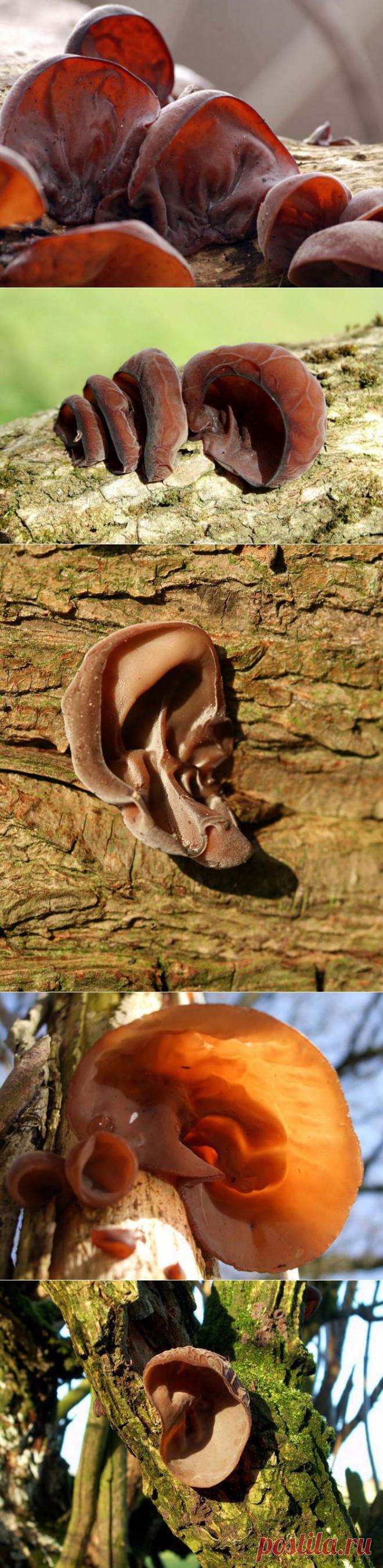 &raquo; Уши Иуды Это интересно!