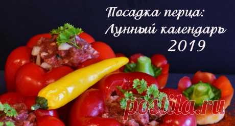 Лунный календарь-2019: Посадка рассады перца 2019 | Дача