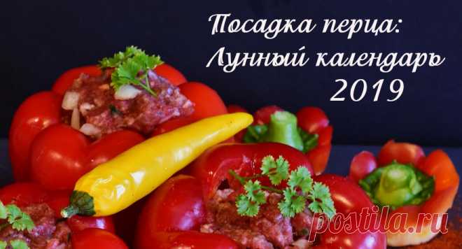 Лунный календарь-2019: Посадка рассады перца 2019 | Дача