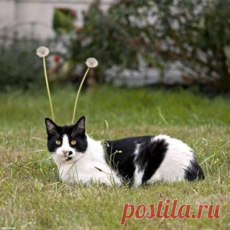 Мой Мир@Mail.Ru
