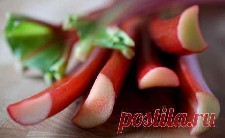 Десертное Вино из Ревеня. Простой Рецепт. Вкуснее чем Сидр. Делаем Сами. | vinodel.beer | Дзен