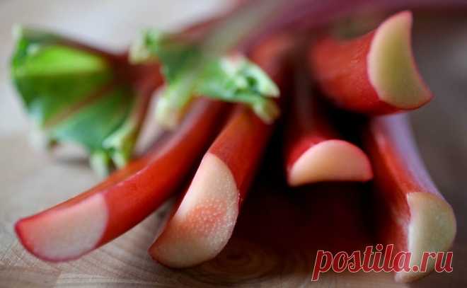 Десертное Вино из Ревеня. Простой Рецепт. Вкуснее чем Сидр. Делаем Сами. | vinodel.beer | Дзен