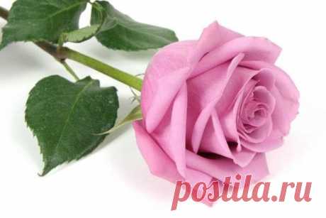 КАКОЙ СЕГОДНЯ ПРАЗДНИК? 21 Апреля 2017 г. – Пятница • День Главбуха • День чемоданов • День создания Морских сил Дальнего Востока85 лет • День местного самоуправления РФ5 лет • День тяжелых последствий • День Iron Maiden • День основания Рима - Италия • Именины у Иродиона, Нифонта, Марии, Ивана, Сергея • Родион Ледолом