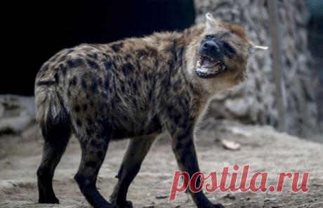 11 уникальных животных со сверхспособностями, в которые трудно поверить