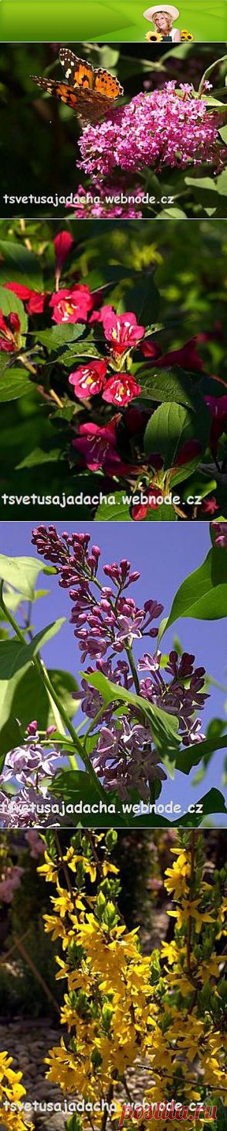 Оформление садового участка своимим руками :: Цветущая дача