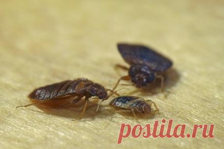 Отдохнувшая в роскошном отеле Турции россиянка пожаловалась на засилье клопов. Россиянка отдохнула в роскошном отеле Турции и пожаловалась на засилье клопов в номере. В качестве места для отдыха девушка выбрала Анталью, остановившись в пятизвездочной гостинице Side Crown Palace с 23 по 26 февраля. После первой же ночи в отеле у туристки на теле появились красные пятна.