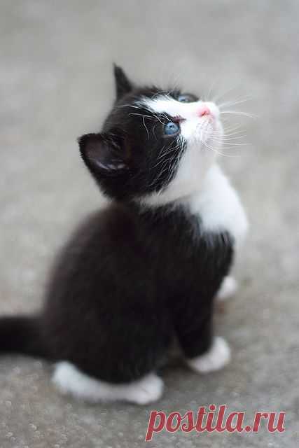 Tutti Gatti