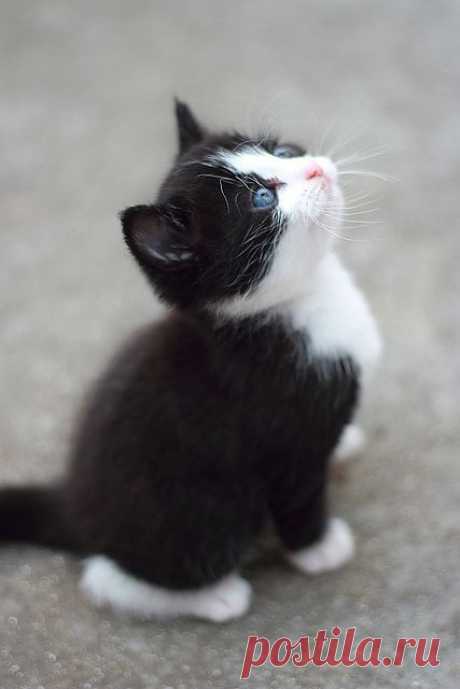 Tutti Gatti