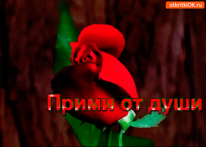 Прими розу от души - Бесплатные Открытки на otkritkiok.ru